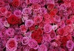 chandigarh rose gardens