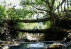The Living Root Bridges, Sanctuary Asia